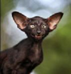 ������ ��� ������